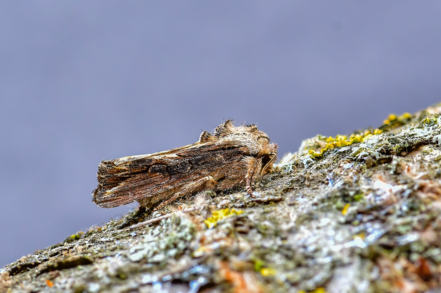 Egira conspicillaris - változékony szürkebagoly