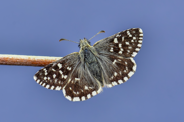 Pyrgus malvae - kis busalepke