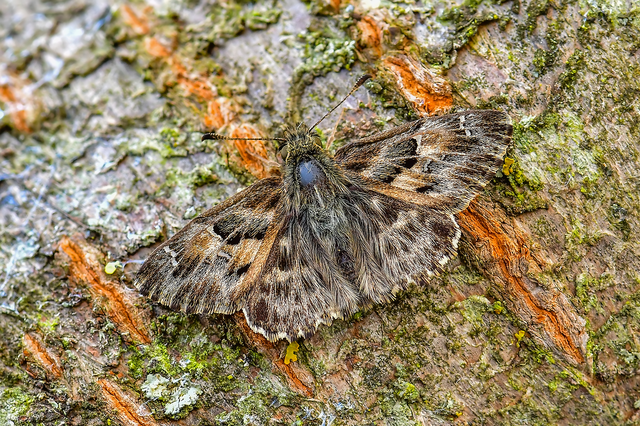 Carcharodus alceae - mályva-busalepke