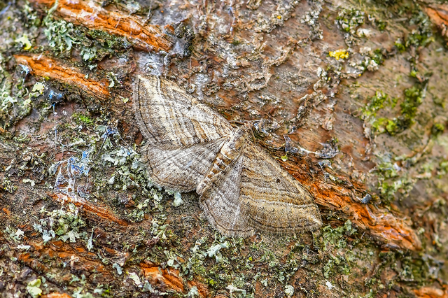 Costaconvexa polygrammata - soksávú araszoló