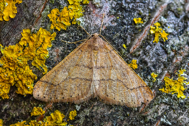 Agriopis marginaria - sárgás téliaraszoló