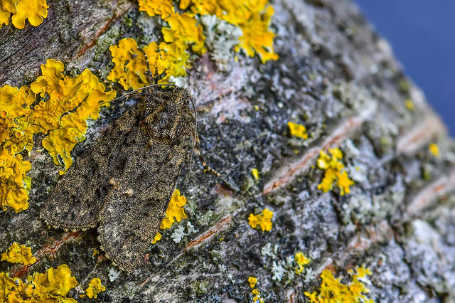 Acronicta rumicis - sóska-szigonyosbagoly Acronicta rumicis - sóska-szigonyosbagoly