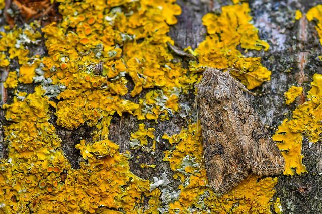 Hadula trifolii - lóherebagoly