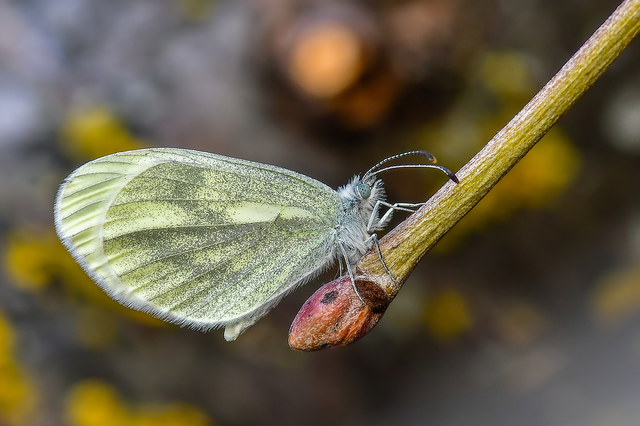 Leptidea sinapis - mustárlepke