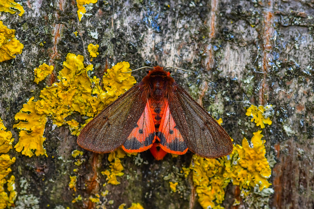 Phragmatobia fuliginosa - füstös medvelepke
