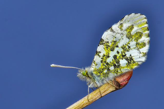 Anthocharis cardamines - hajnalpírlepke