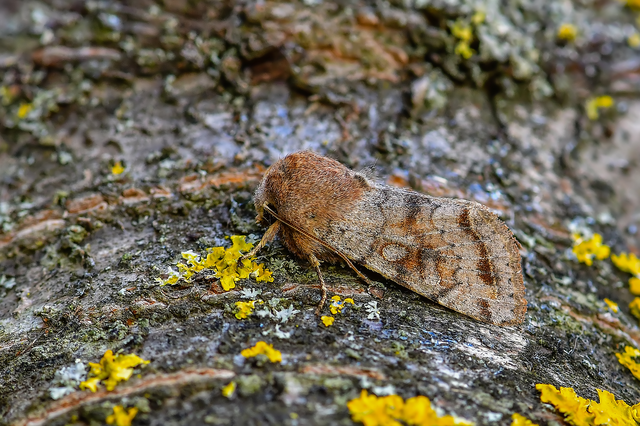Orthosia incerta - változékony barkabagoly