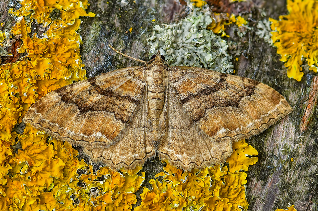 Hydria cervinalis - őzbarna araszoló