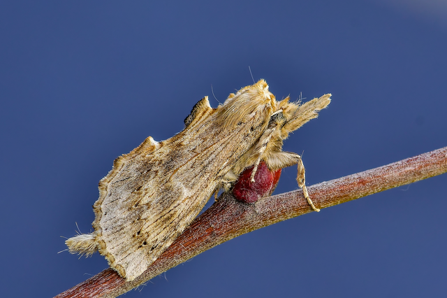 Pterostoma palpina - csőrös púposszövő