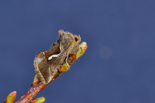 Macdunnoughia confusa - cseppfoltos ezüstbagoly