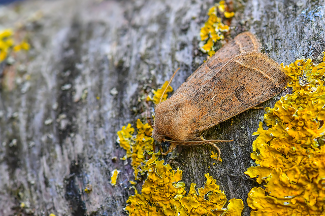 Orthosia cerasi - közepes barkabagoly