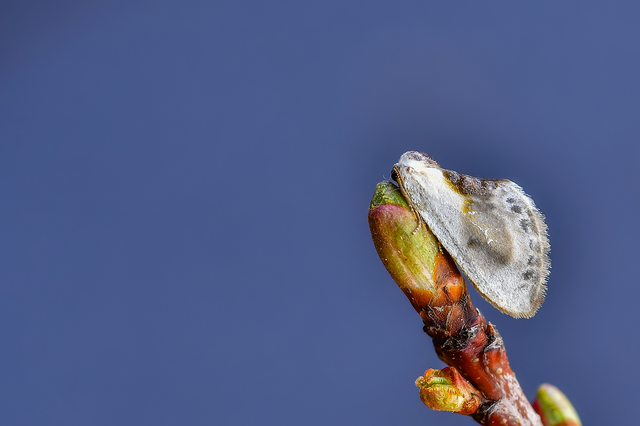 Cilix glaucata - törpe sarlósszövő