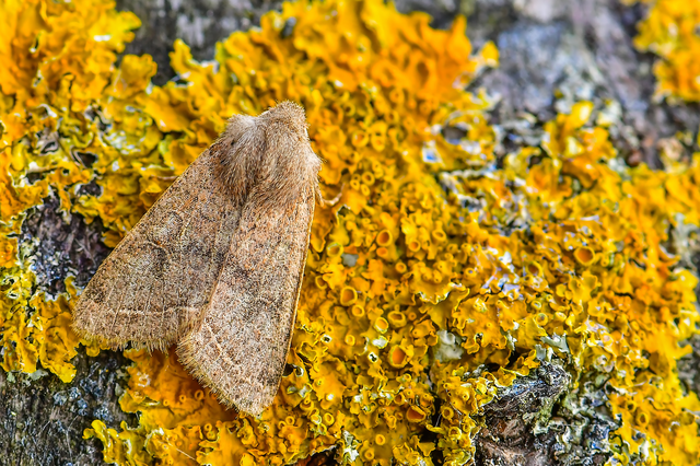 Orthosia cerasi - közepes barkabagoly