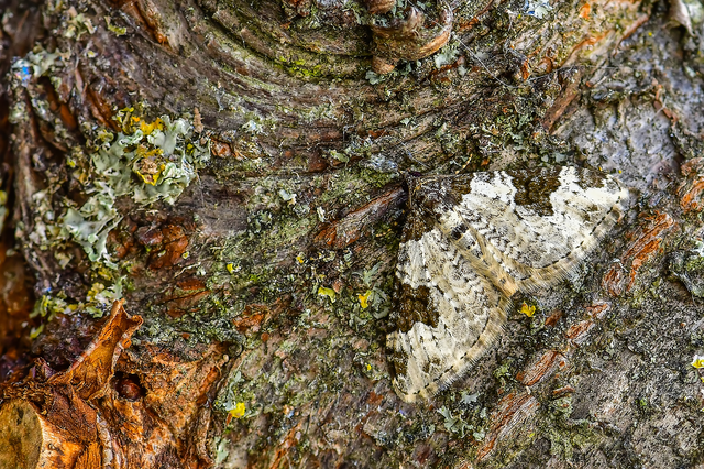 Xanthorhoe fluctuata - közönséges tarkaaraszoló