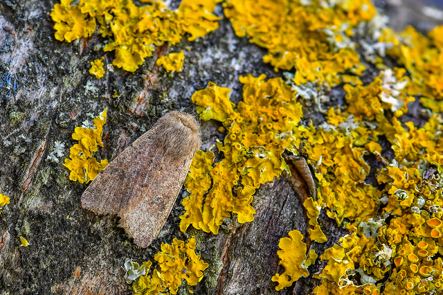 Orthosia cruda - kis barkabagoly