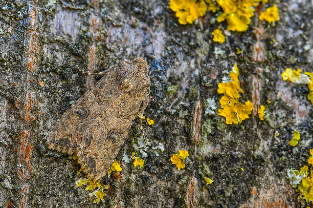 Hadula trifolii - lóherebagoly