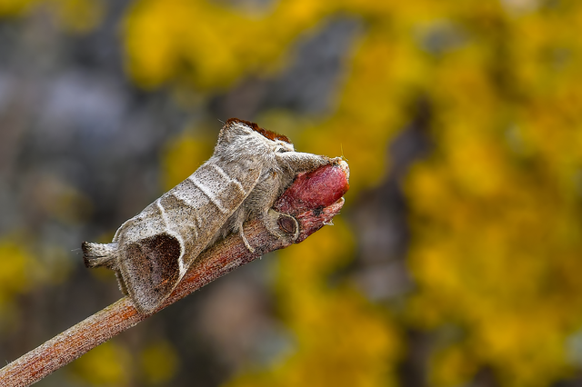 Clostera curtula - rövidszárnyú levélszövő
