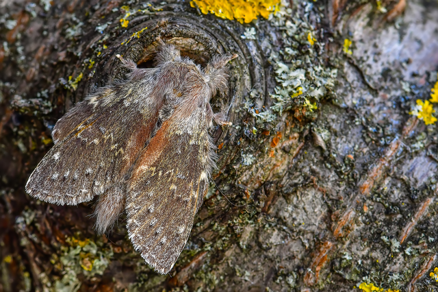 Stauropus fagi - bükkfa-púposszövő