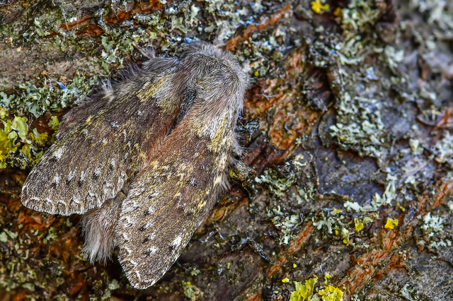 Stauropus fagi - bükkfa-púposszövő