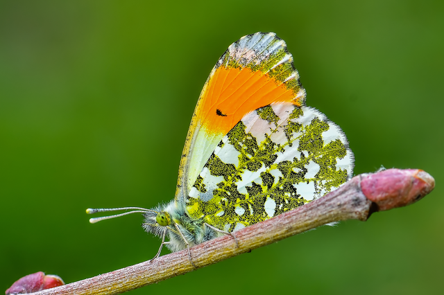 Anthocharis cardamines - hajnalpírlepke