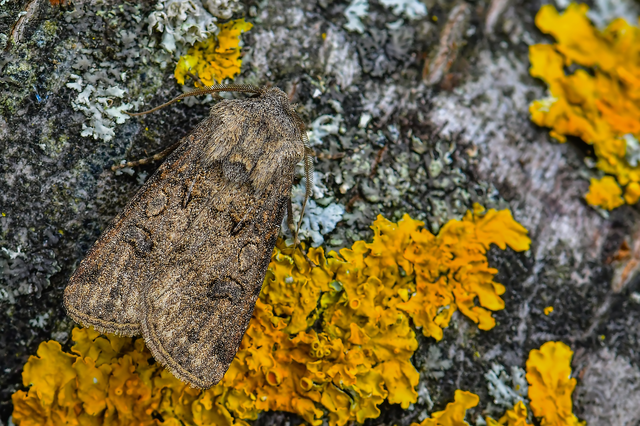 Agrotis segetum - vetési földibagoly