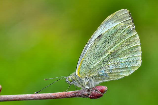 Pieris brassicae - káposztalepke