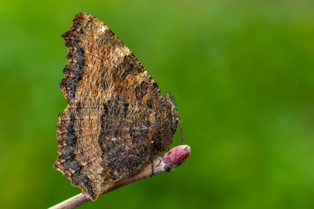 Nymphalis polychloros - nagy rókalepke