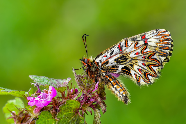 Zerynthia polyxena - farkasalmalepke