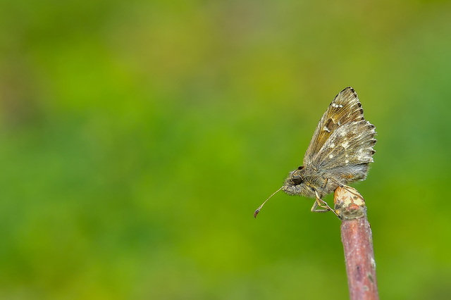 Carcharodus alceae - mályva-busalepke