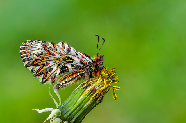 Zerynthia polyxena - farkasalmalepke