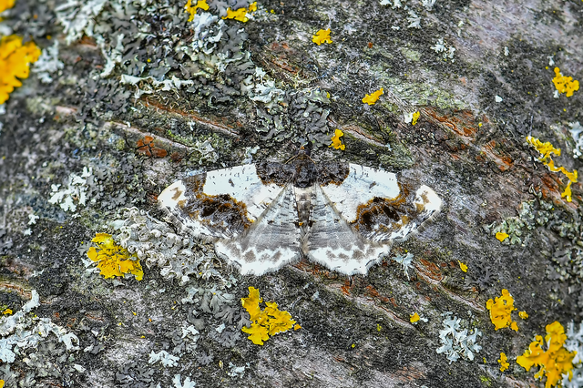 Ligdia adustata - barna levélaraszoló