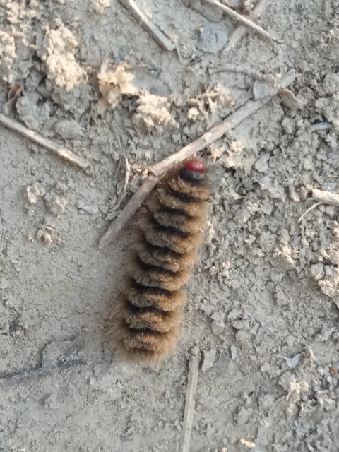 Amata phegea - fehérpettyes álcsüngőlepke