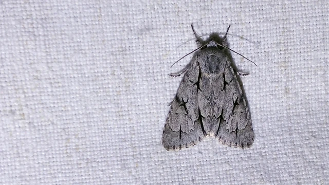 Acronicta cuspis/tridens/psi