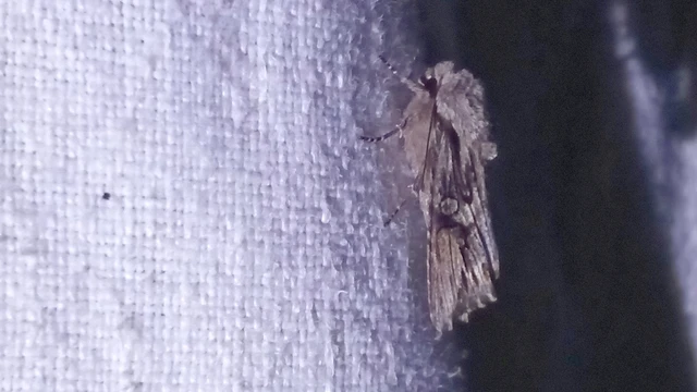 Egira conspicillaris - változékony szürkebagoly