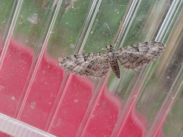 Eupithecia dodoneata - tölgy-törpearaszoló