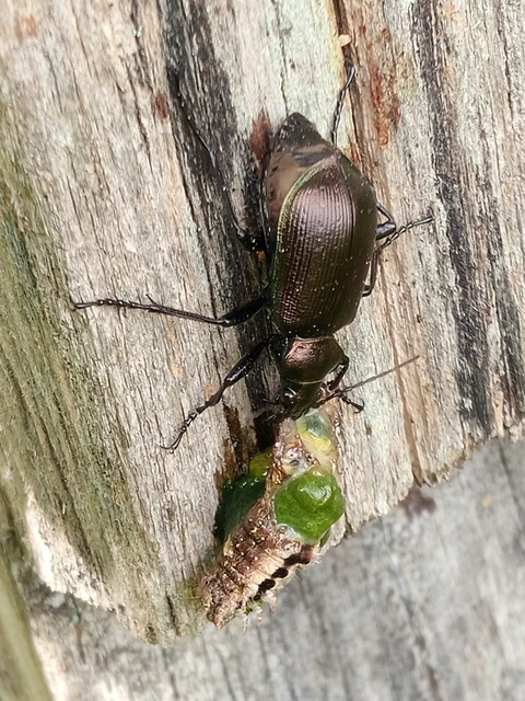 Calosoma inquisitor - kis bábrabló