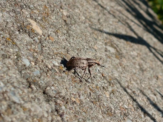 Pseudocleonus cinereus - hamvas barkó