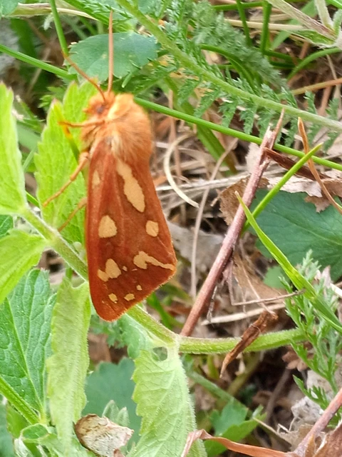 Hyphoraia aulica - barna medvelepke