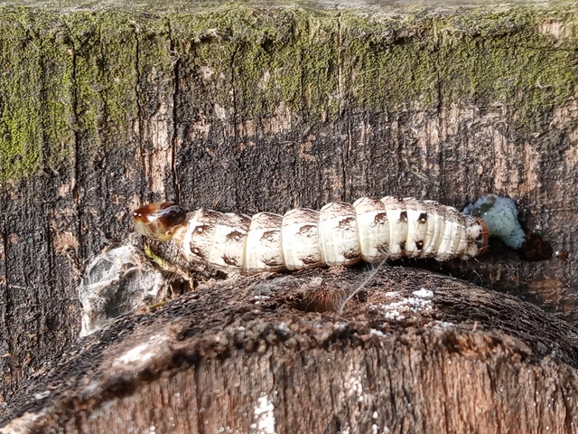 Dichonia convergens - őszi tölgybagoly