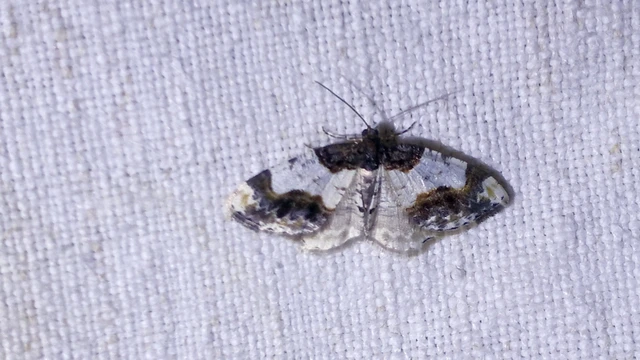 Ligdia adustata - barna levélaraszoló