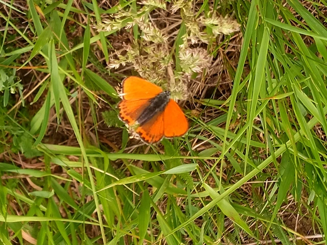 Lycaena thersamon - kis tűzlepke