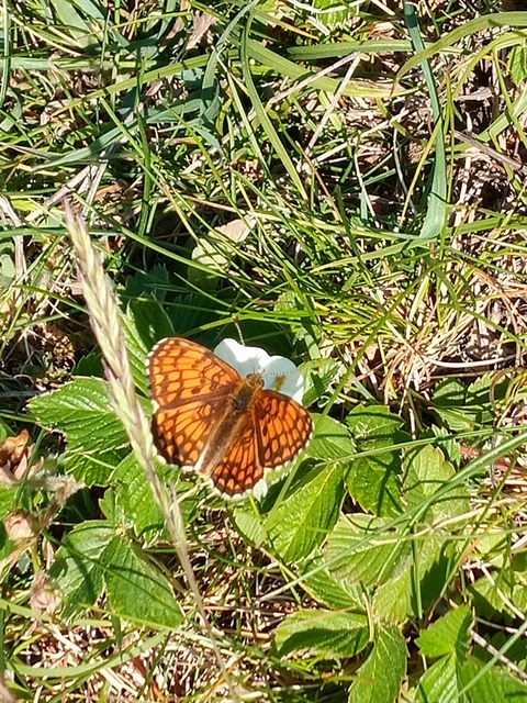 Melitaea athalia - közönséges tarkalepke