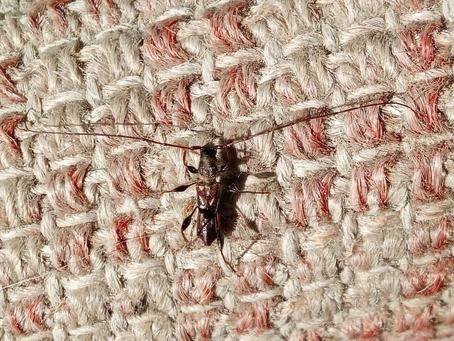 Molorchus minor - kis légycincér