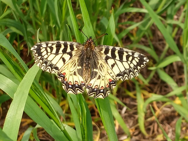 Zerynthia polyxena - farkasalmalepke