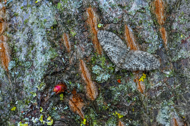 Eupithecia dodoneata - tölgy-törpearaszoló