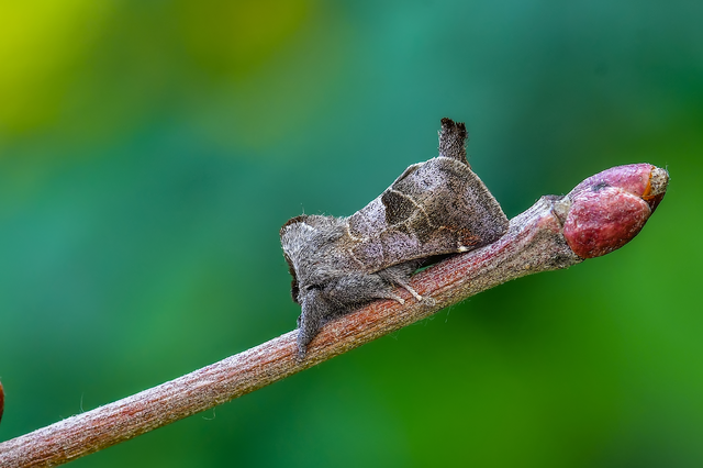 Clostera pigra - apró levélszövő