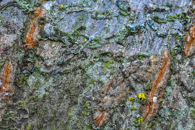 Gymnoscelis rufifasciata - vöröscsíkos törpearaszoló