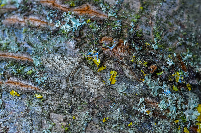 Eupithecia dodoneata - tölgy-törpearaszoló
