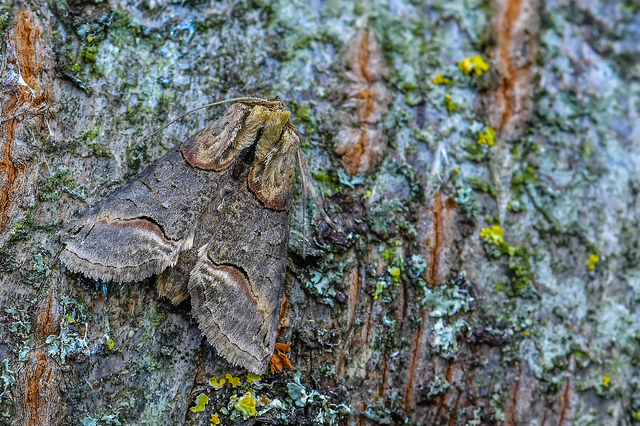 Abrostola triplasia - közönséges csalánbagoly