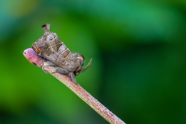 Clostera pigra - apró levélszövő